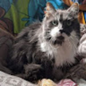 Meet your Posher, Clinton